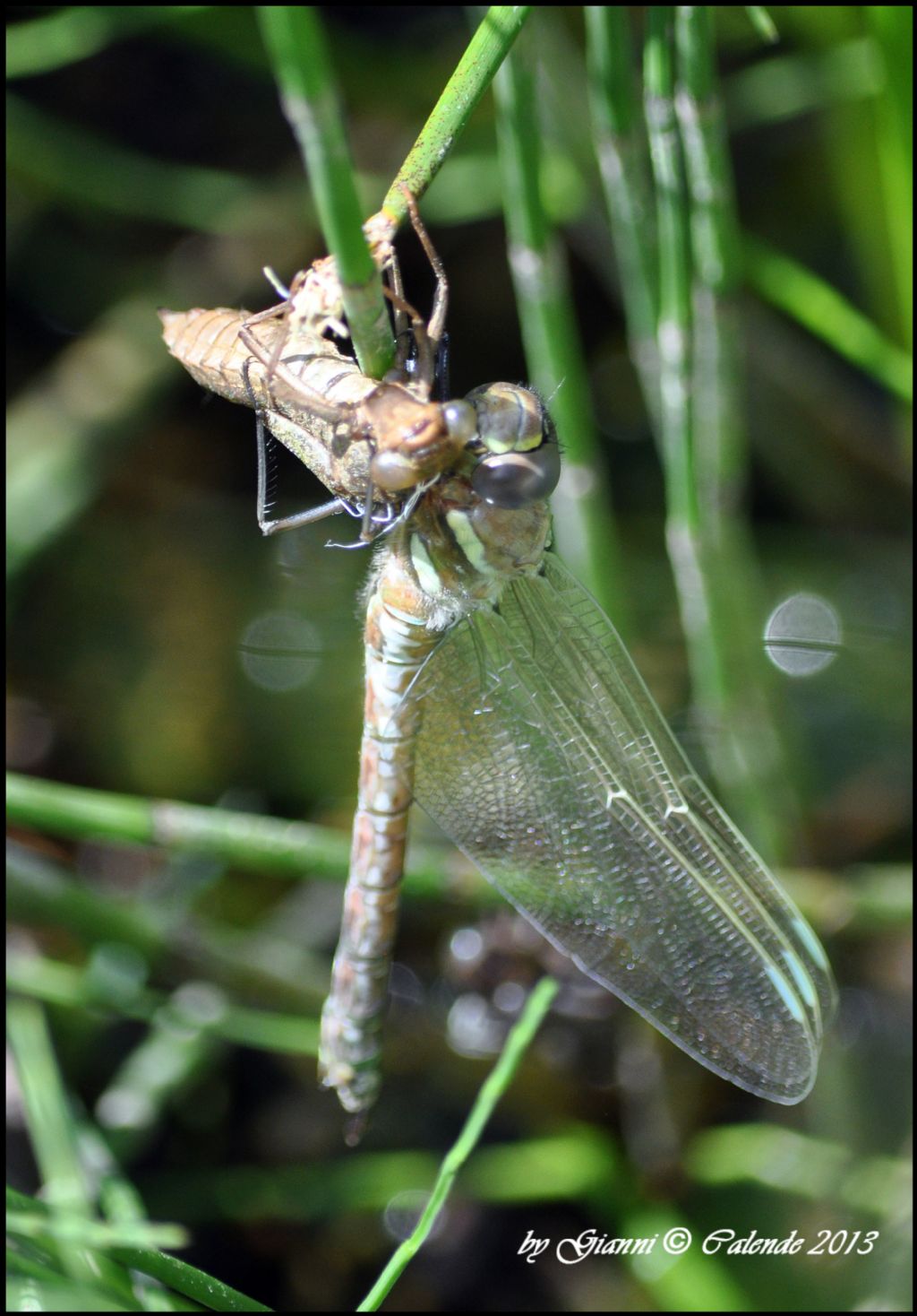 Libellula da ID